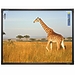 Интерактивная доска Promethean 78" ActivBoard Touch 6 касаний, ПО ActivInspire