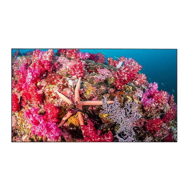 Панель для видеостен EliteBoard PK555FDLN артикул 273745Si-1