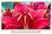 LED телевизор Toshiba 32L2454R